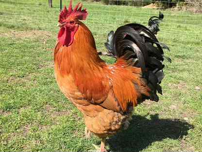 Петухи - лучшие породы, Сергиев Посад