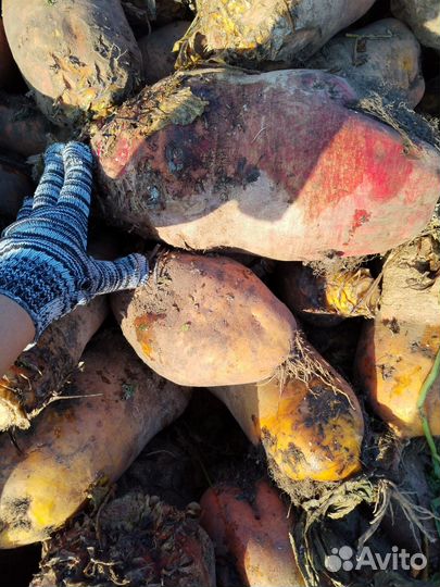 Кормовая свекла