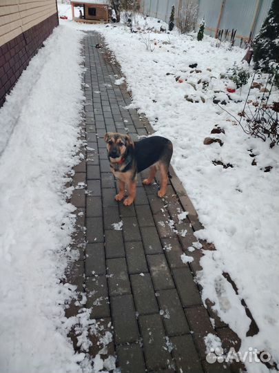 Хороший щенок девочка