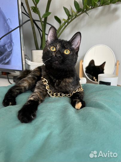 Отдам котенка
