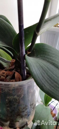 Фаленопсис