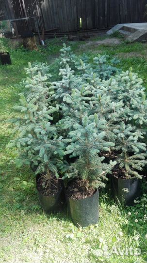 Ель голубая колючая