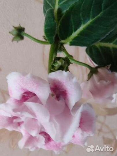 Глоксиния цветущая махровая