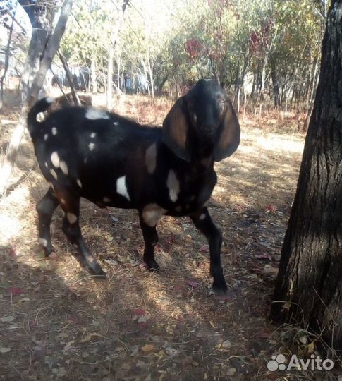 Англо- нубийская коза, 2 года