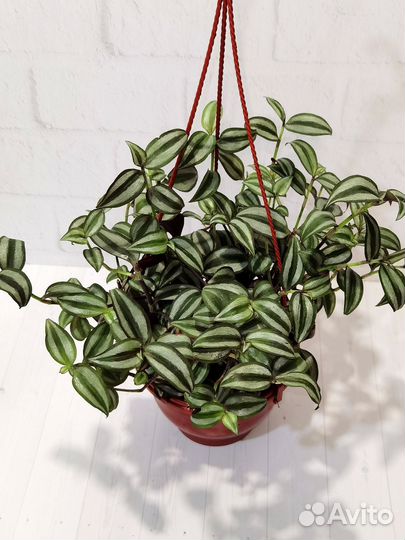 Традесканция Зебрина, комнатные растения цветы