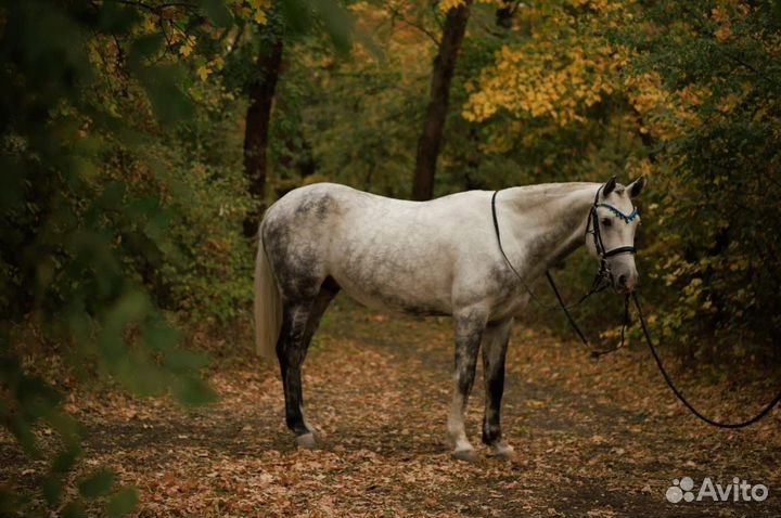 Мерин Орловской-Рысистой породы