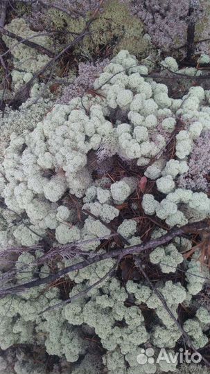 Ягель Лесной