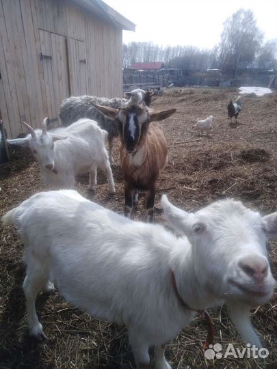 Баран, Козы