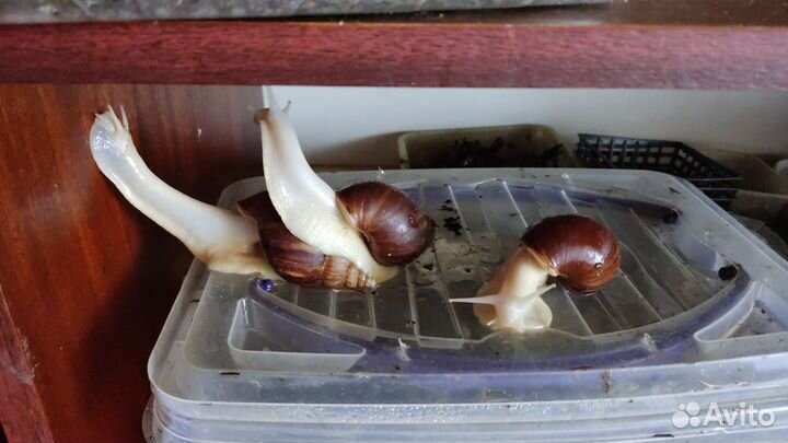 Улитки ахатины