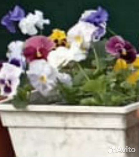 Петуния Опт и розница и другие цветы и овощи