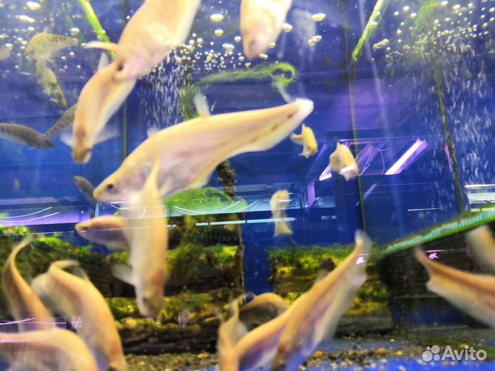 Нож Клоун Золотой