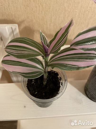 Традесканция нанук