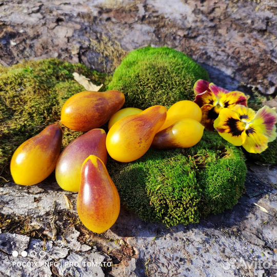 Сорта Черри