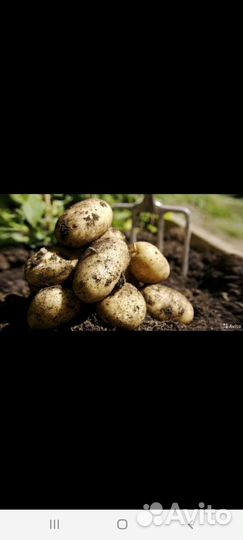 Домашний картофель