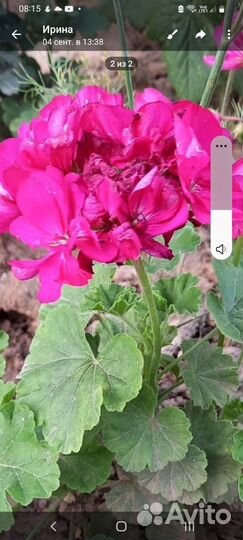 Пеларгония