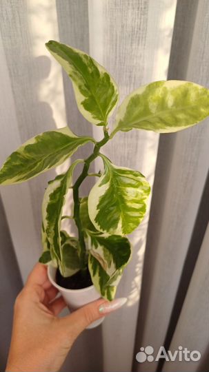 Педилантус