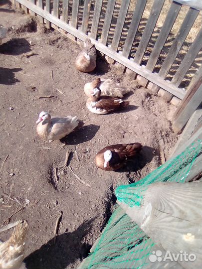 Индоутка мускусная утка