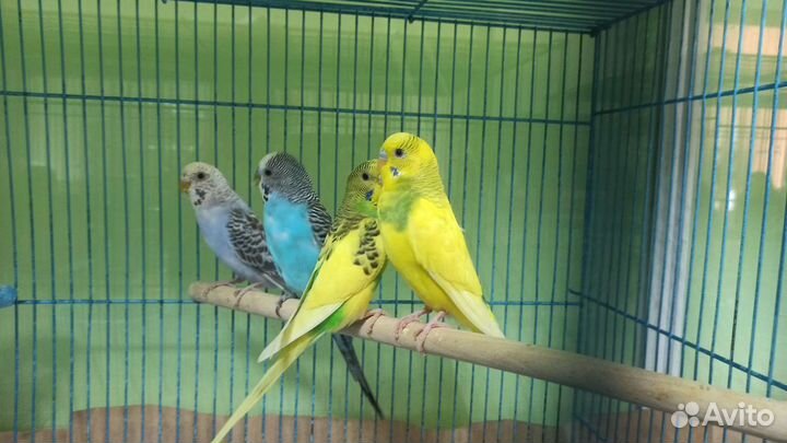 Волнистые попугаи