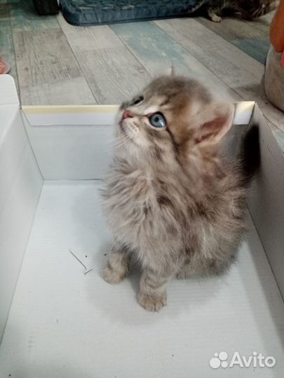 Кошечки 1,5 мес