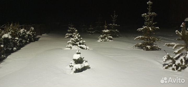 Голубая ель