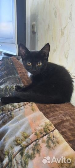 Кошечка в добрые руки