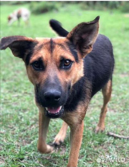Собака в добрые руки мальчик(метис овчарки)
