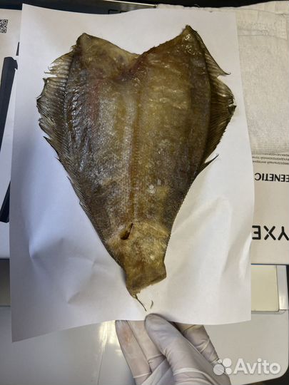 Камбала-ерш жирная Мурманская от 1кг