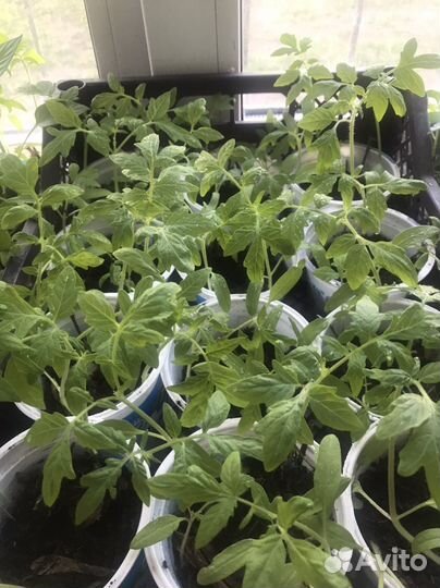 Ирга- ранетка