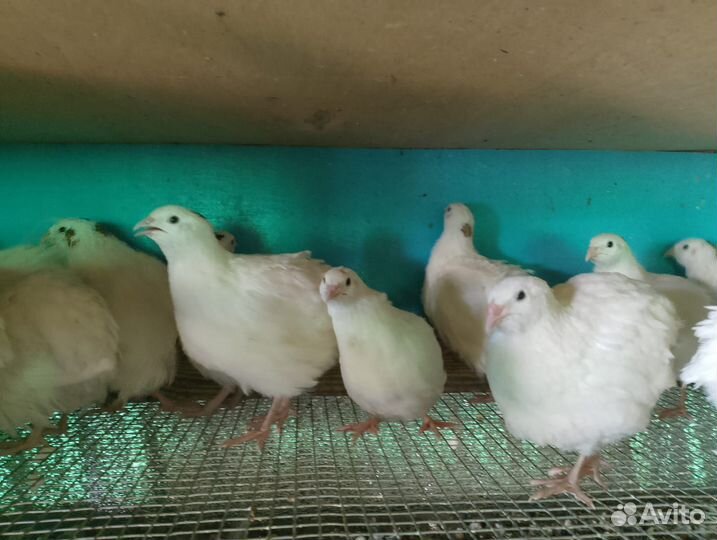 Перепел Техас