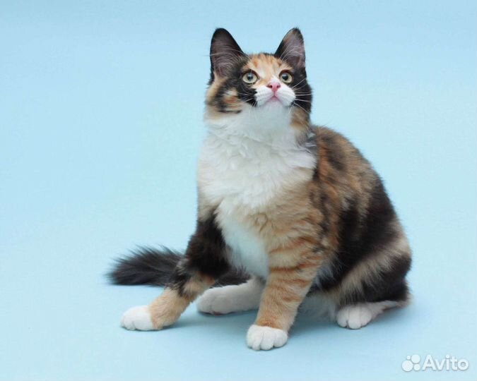 Котик в добрые руки