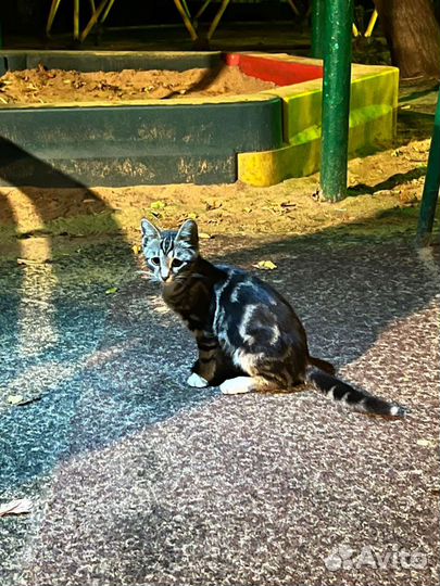 Бенгальский котенок, кот метис