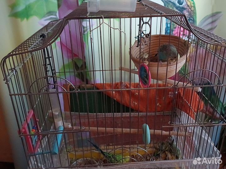 Попугай волнистый