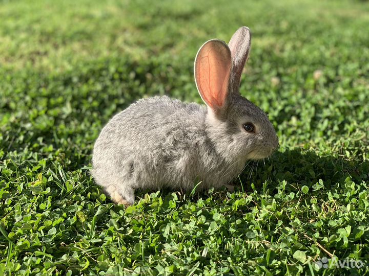 Кролик фаундер