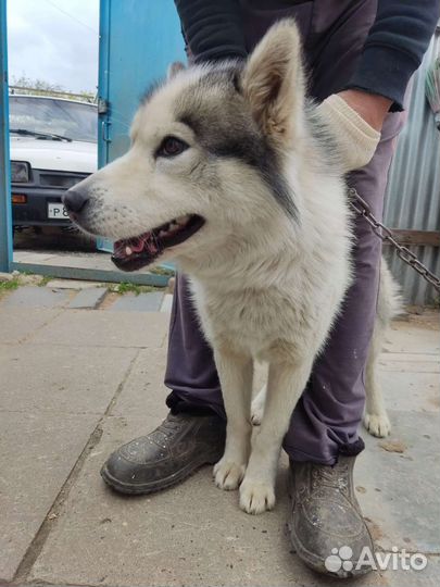 Хаски мальчик в добрые руки