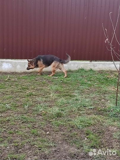 Немецкая овчарка