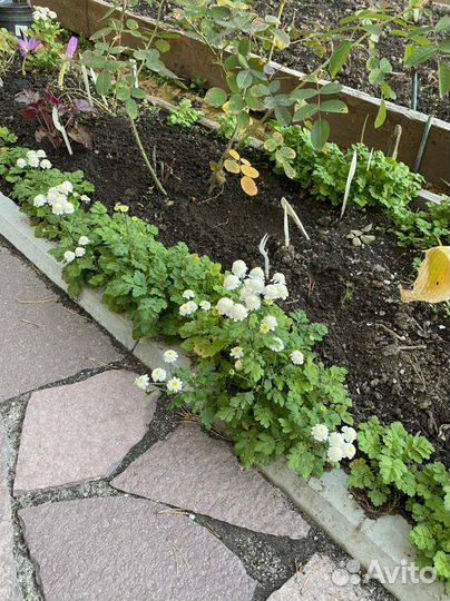 Матрикария (бордюрные цветы)