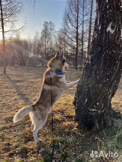 Хаски вязка