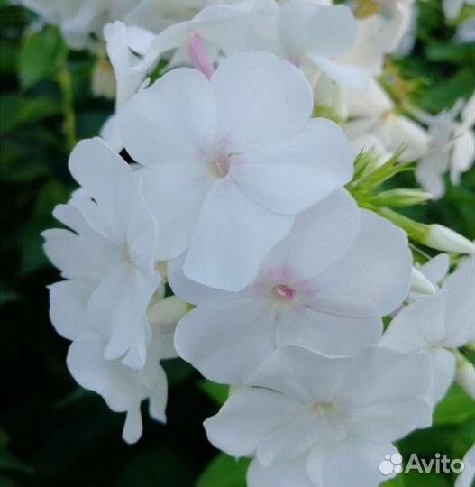 Флоксы цветы