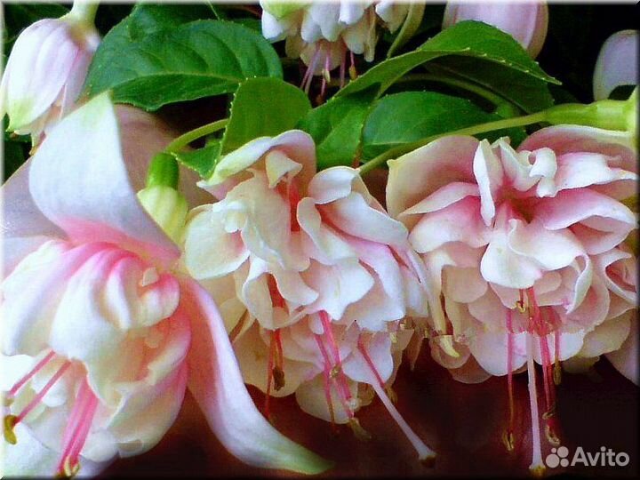 Комнатные цветы фуксия