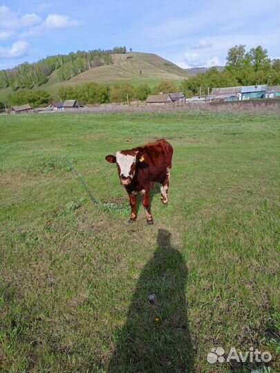 Тёлка 1 год,бычок 6 мес