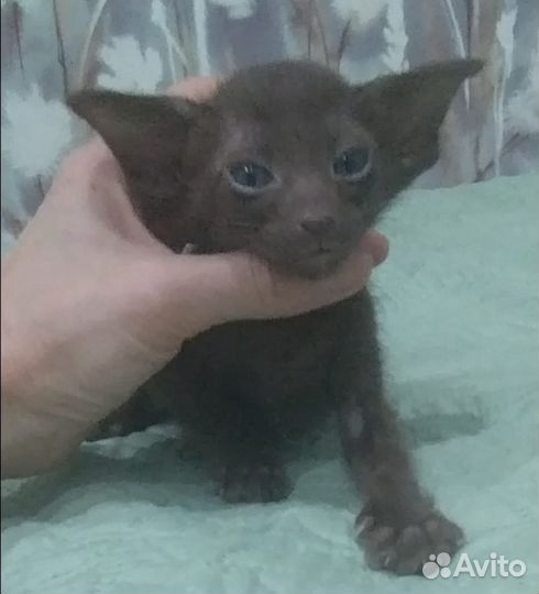 Ориентальные котята с родословными