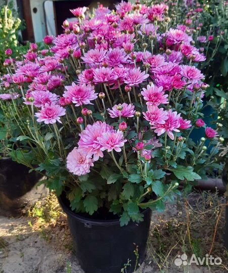 Хризантемы мультифлора