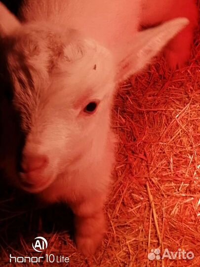 Козлята 3 месяца