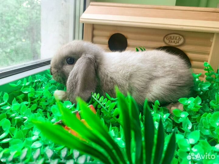 Карликовые крольчата мини