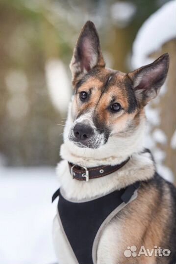 Собака-компаньон для хорошего человека