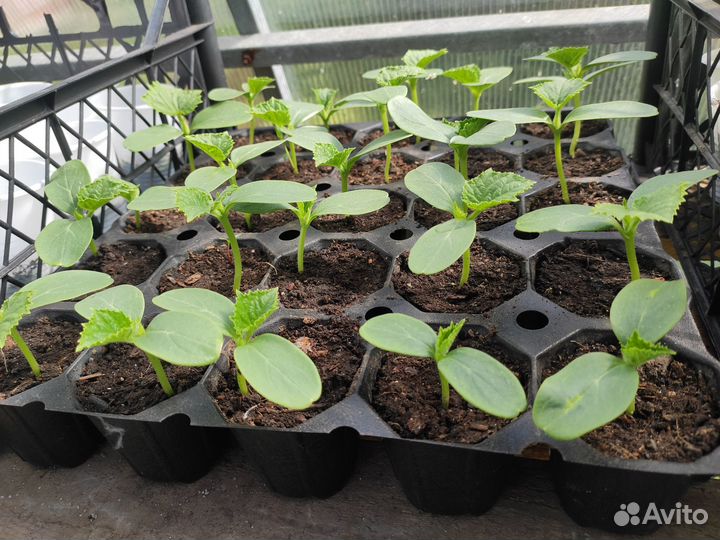 Рассада огурцов
