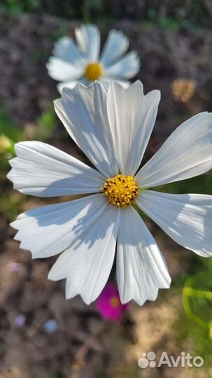 Семена космеи, календулы