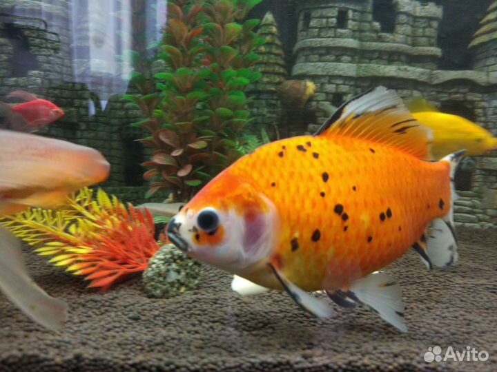 Золотая рыбка комета японский шубункин