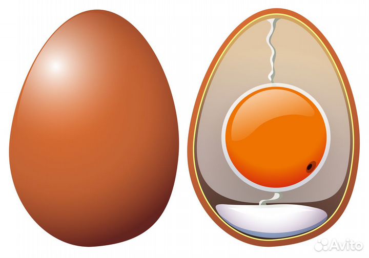 Купить инкубационное яйцо росс308 Венгрия, Баболна