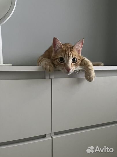 Индивидуальная передержка кошек и котов